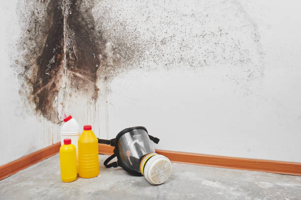Best Emergency Mold Remediation in Lincroft, NJ