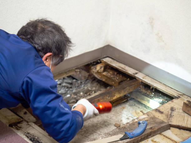 Best Mold Remediation for Specific Building Types in Lincroft, NJ