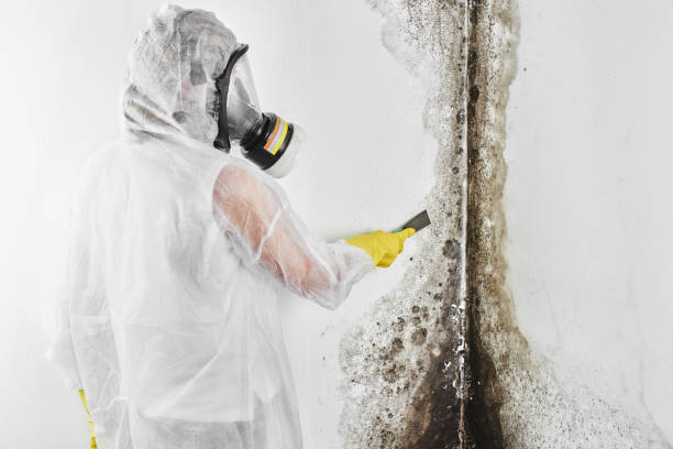 Best Attic Mold Remediation in Lincroft, NJ