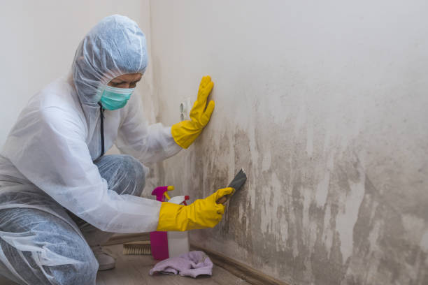 Best Black Mold Remediation in Lincroft, NJ