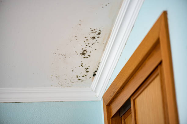 Best Residential Mold Remediation in Lincroft, NJ
