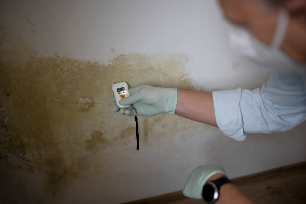 Best Basement Mold Remediation in Lincroft, NJ