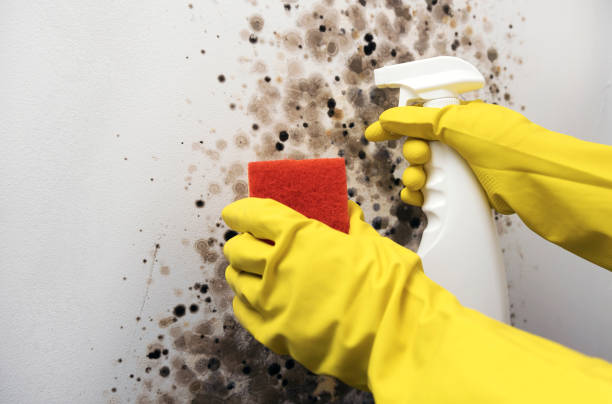 Best Post-Flood Mold Remediation in Lincroft, NJ