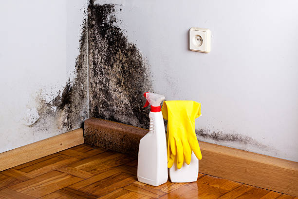 Best Bathroom Mold Remediation in Lincroft, NJ