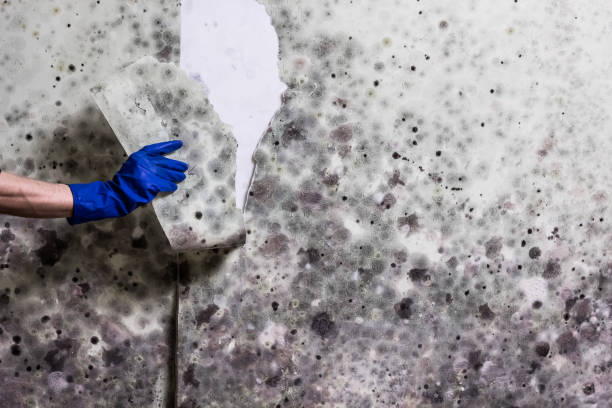 Best Industrial Mold Remediation in Lincroft, NJ